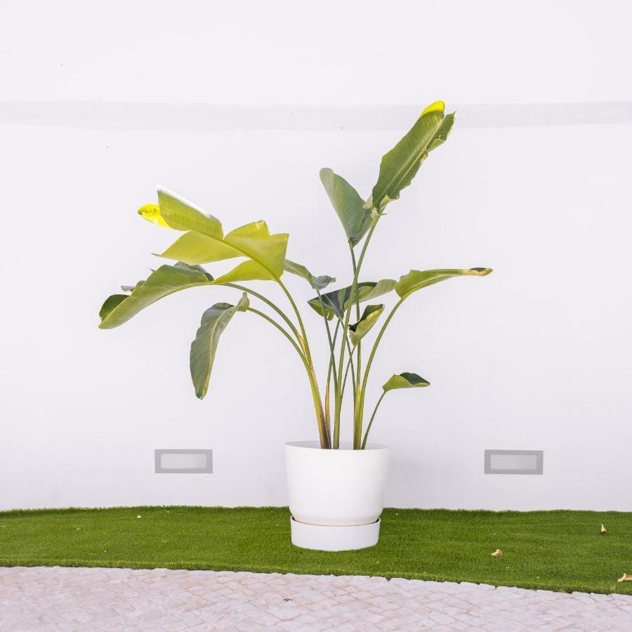 Dear Faro - Guest House Ngoại thất bức ảnh